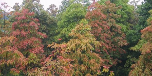 森禾集团自主培育的4个彩叶树种再获植物新品种权