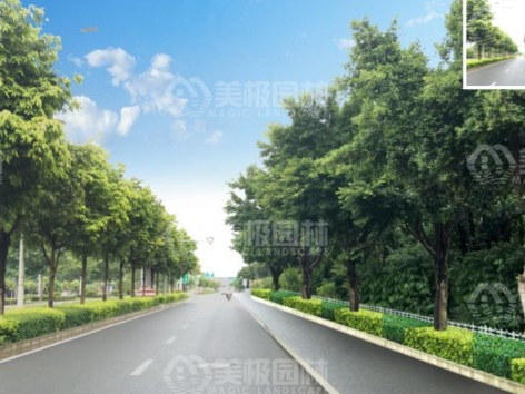 南宁市SJ大道部分路段绿化提升项目