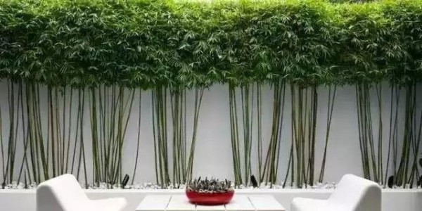 适用各类庭院的园林竹子设计